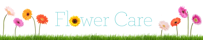 Tips on Flower Care