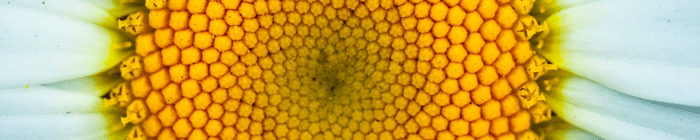 These are the inside parts of a flower