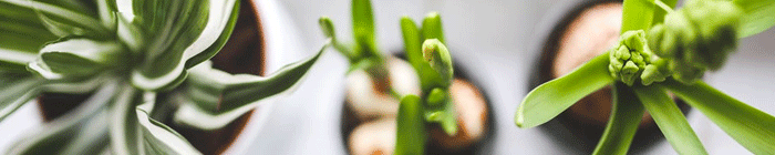 The best houseplants