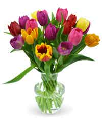 Mixed tulips in a vase
