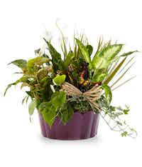 Green plant in a autumn container