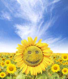 Fun Smiling Flower