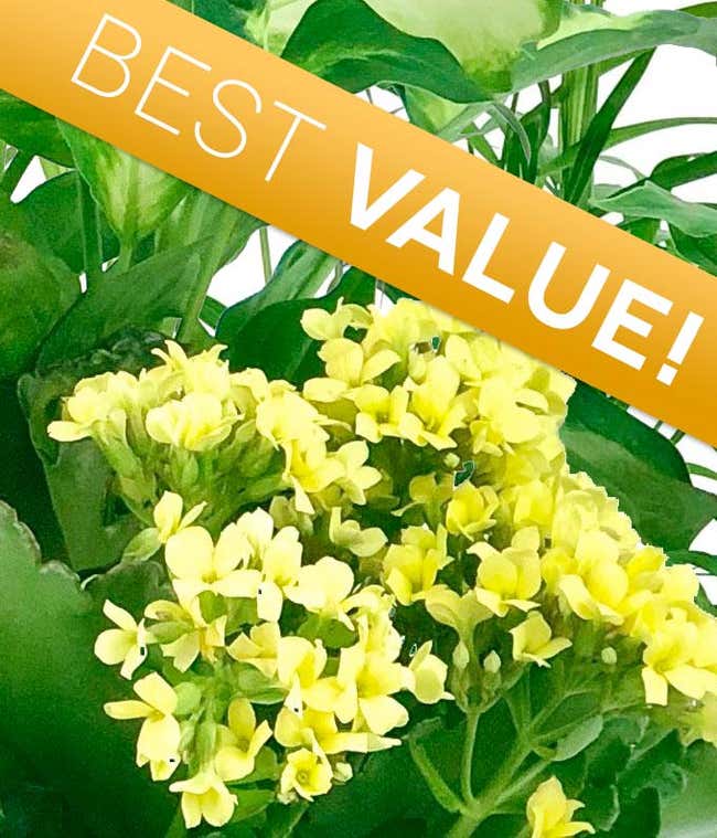 Mother's Day Blooming Plant