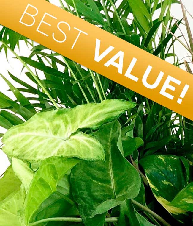 Mother's Day Green Plant