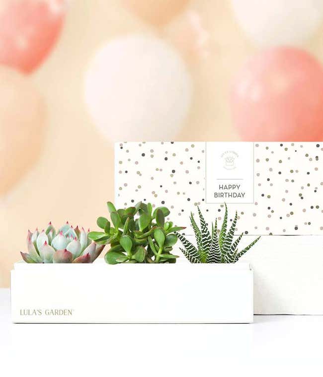 birthday succulent box