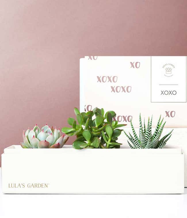 Lula's Garden &reg; XOXO Jewel Succulent Box