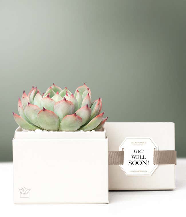 Lula's Garden &reg; Get Well Bliss Succulent Gift
