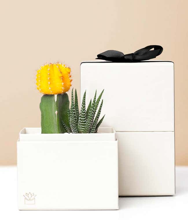 Lula's Garden &reg; Forever Sunny Succulent Gift