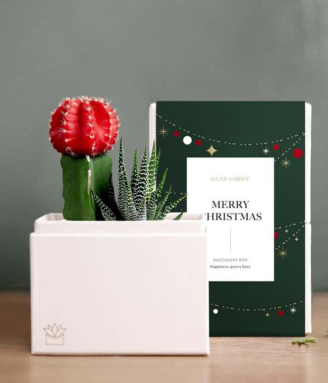 Very Merry Christmas Joy Succulent Garden
