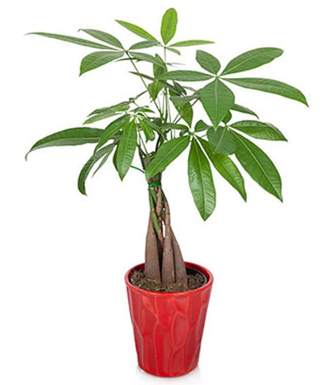 Potted Money Tree