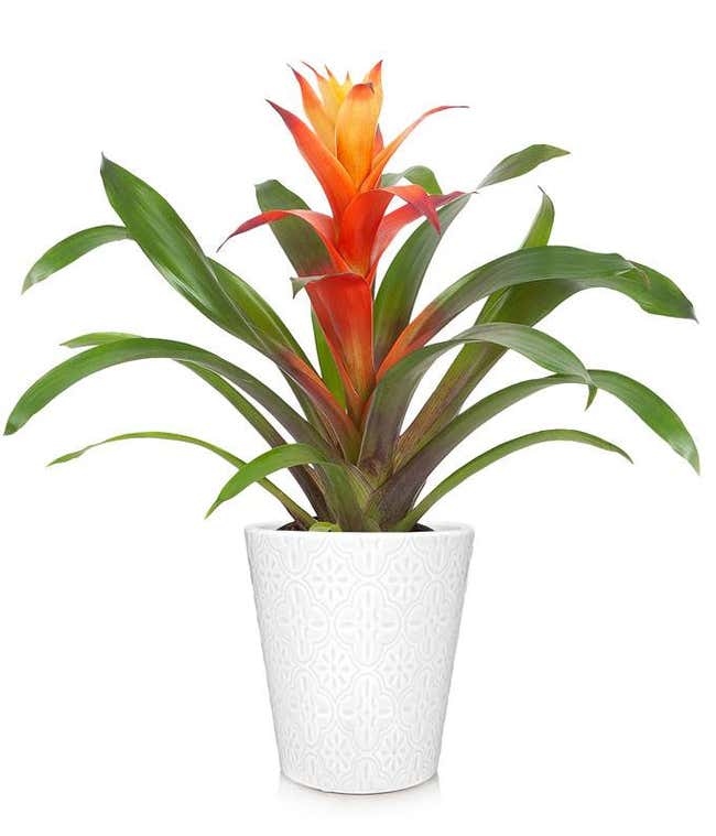 Sunburst Bromeliad