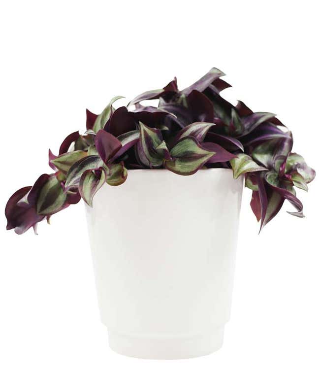 Variegated Zebrina Planter