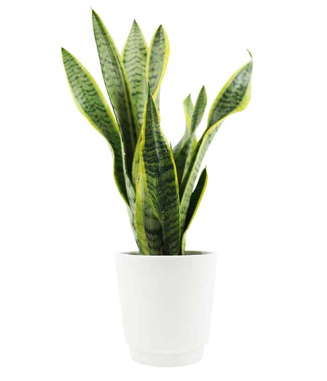 Succulent Snake Plant