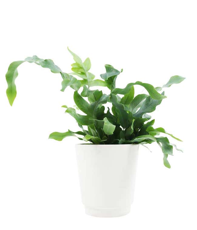 Blue Star Fern Planter