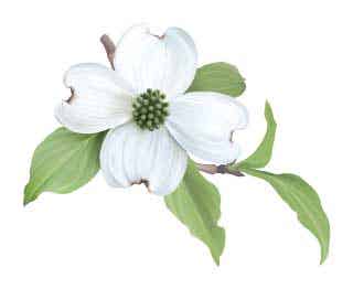 North Carolina State flower