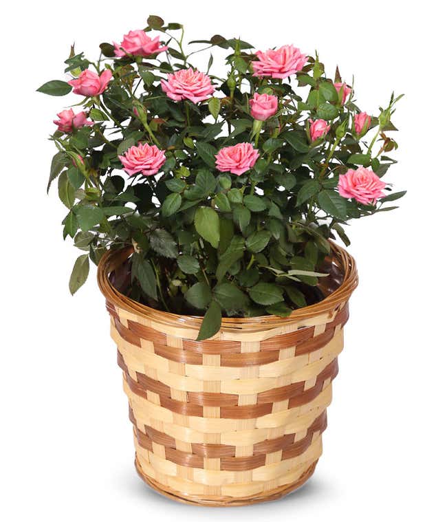 Pretty Pink Mini Rose Plant