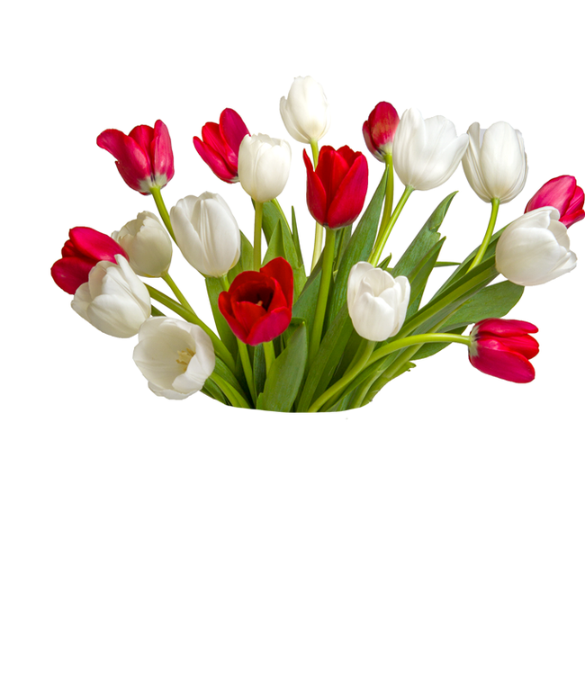 Christmas tulips for delivery in a red vase. 