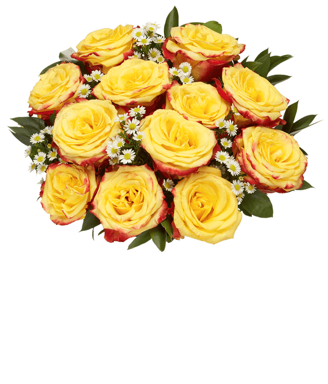Bi-color two dozen roses